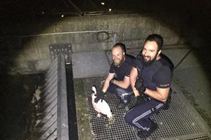 Artikel 'Polizisten retten Flamingo' anzeigen