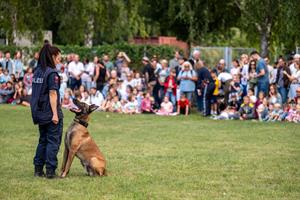 Artikel 'Einblick in die Welt der Hunde' anzeigen