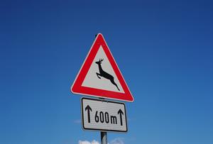 Artikel 'Wildwechsel im Herbst' anzeigen